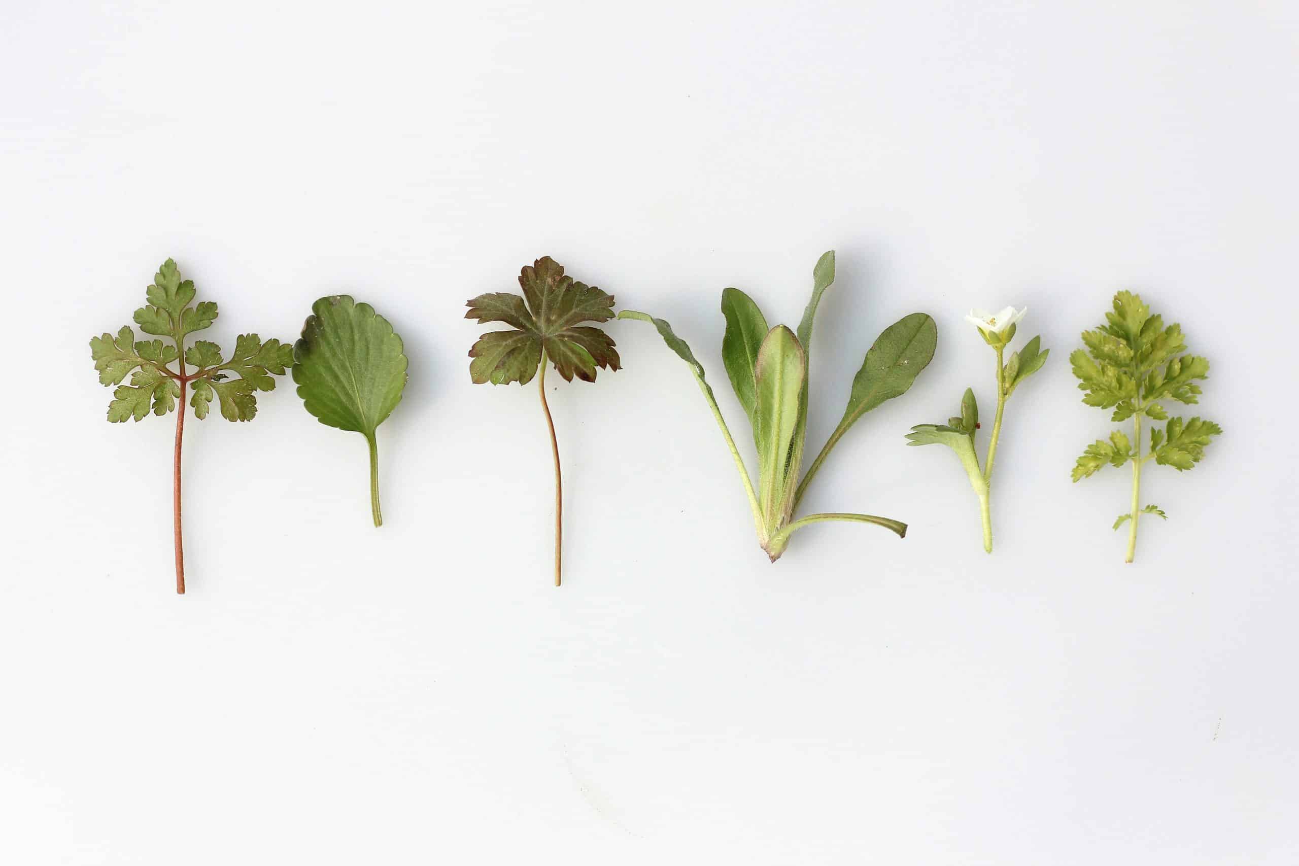 herbal remedies with scientific evidence